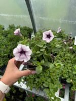 Capella Purple Veins  Р9 - Зображення 2