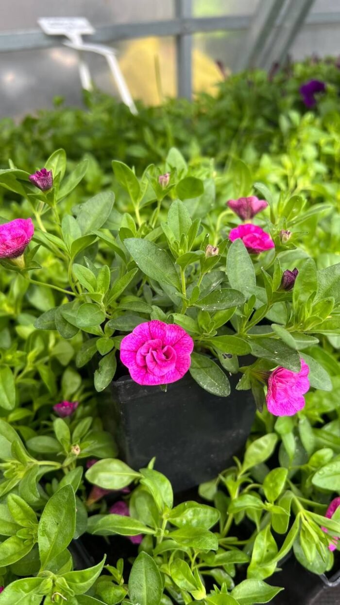 Calibrachoa ‘Cabaret Double Magenta’ Р9 - Зображення 2