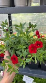 Калібрахоа Colibri bright red Р9 - Зображення 2