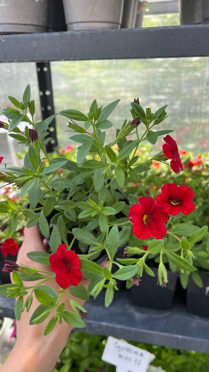 Калібрахоа Colibri bright red Р9 - Зображення 2