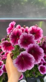 Петунія Capella Fuchsia lace P9 - Зображення 3