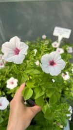 Петунія Supertunia Vista Silverberry - Зображення 2