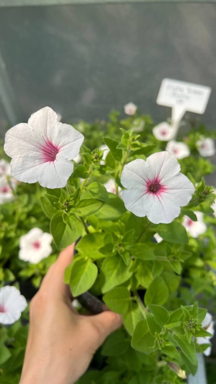 Петунія Supertunia Vista Silverberry - Зображення 2
