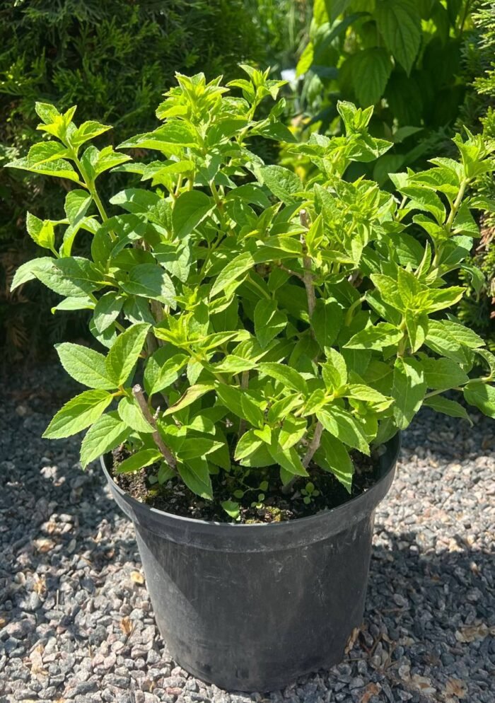 Гортензія волотиста Петіт Чері Petite Cherry С5 - Зображення 4