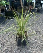 Куничник Овердам С2 - Зображення 2