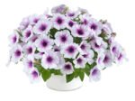 Capella Purple Veins  Р9