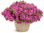Calibrachoa ‘Cabaret Double Magenta’ Р9