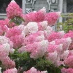 Гортензия Vanille Fraise С3