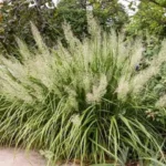 Куничник діамантовий / Calamagrostis brachytricha 0,3л