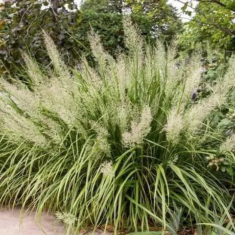 6667347489_w640_h640_kunichnik-diamantovij- Куничник діамантовий / Calamagrostis brachytricha 0,3л - Зображення 1