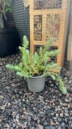 Очиток скельний Sedum rupestre P9 - Зображення 2