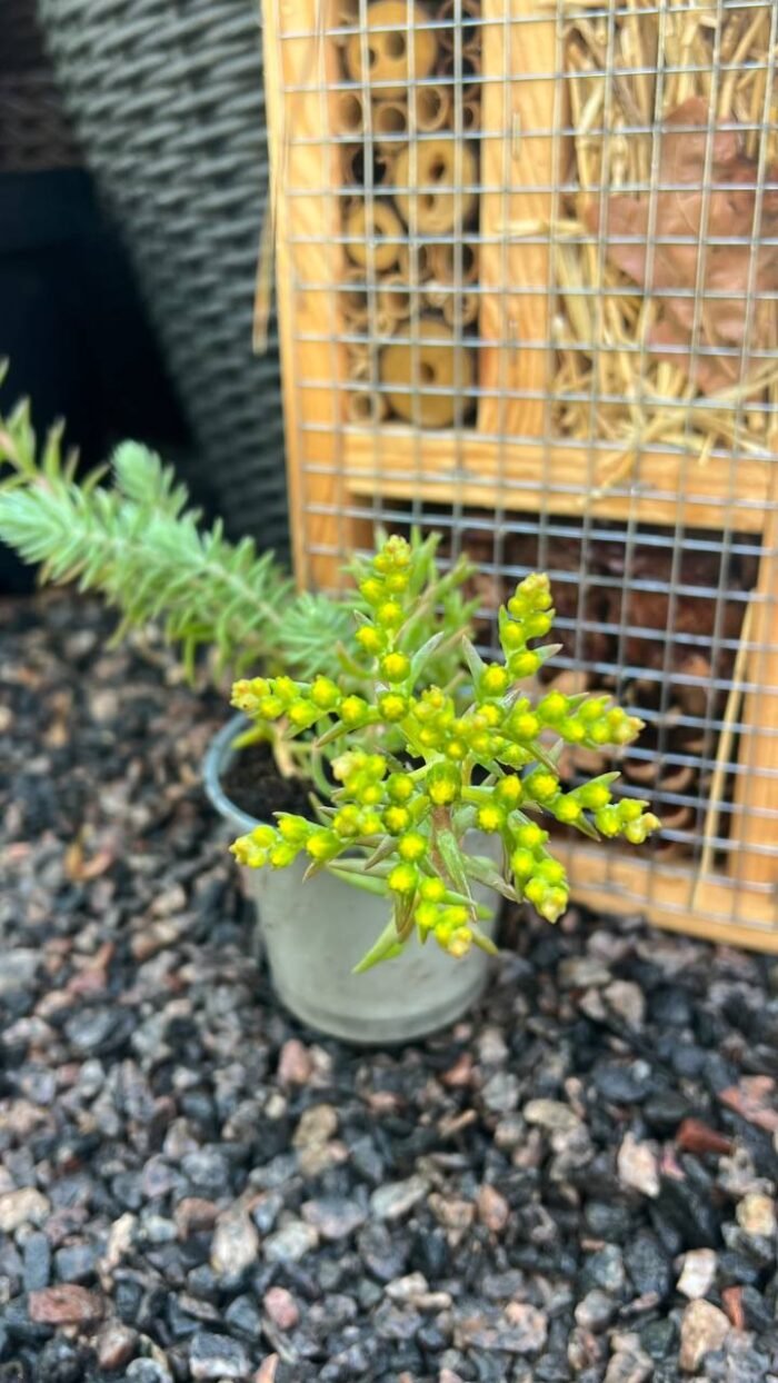 Очиток скельний Sedum rupestre P9 - Зображення 3