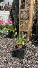 Сеслерія чорноквіткова (Sesleria heufleriana) 0,3л - Зображення 2