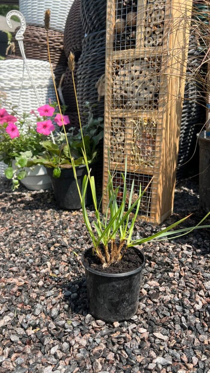 Сеслерія чорноквіткова (Sesleria heufleriana) 0,3л - Зображення 2