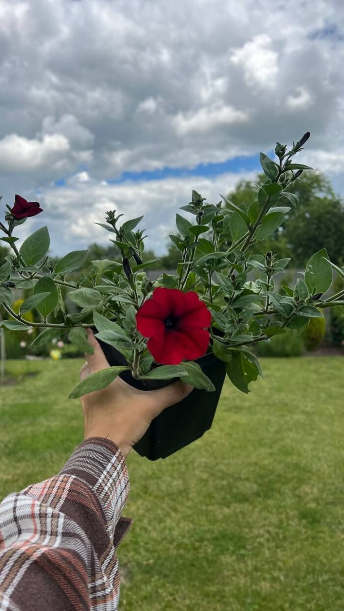Петунія тайдал Tidal Wave Red Velour (червоний) С1,5 - Зображення 2