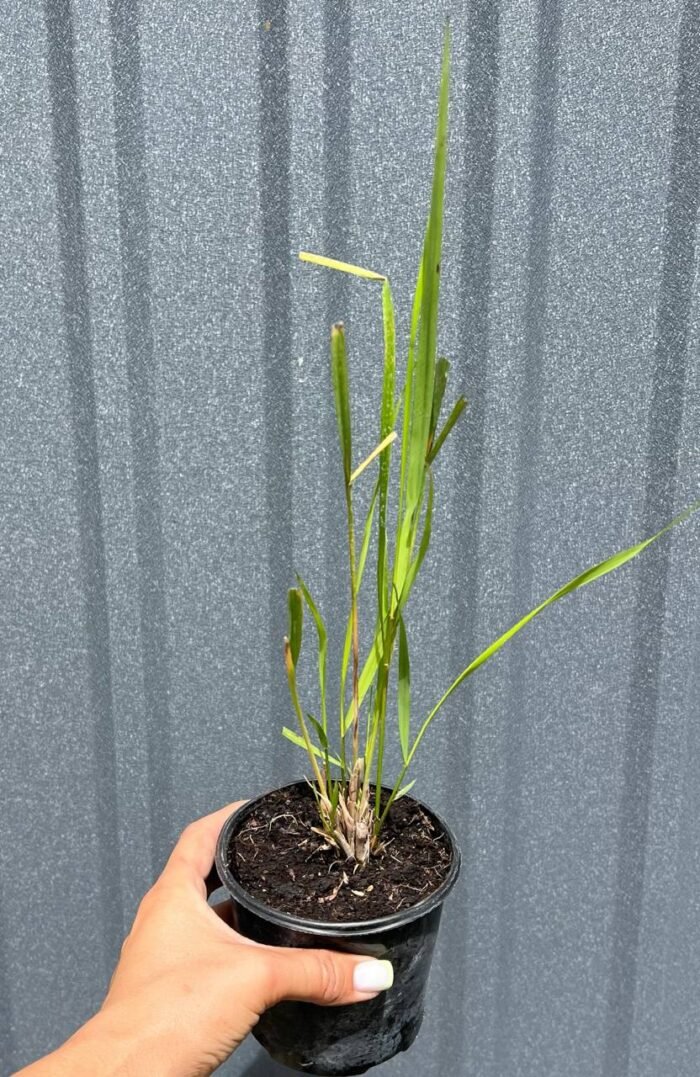 Куничник діамантовий / Calamagrostis brachytricha 0,3л - Зображення 2