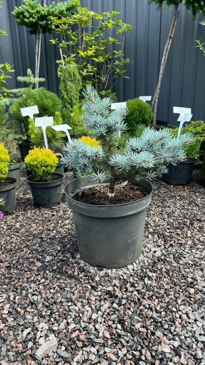 Ялина блакитна 'Глаука Глобоза'  'Glauca Globosa'  на штамбі С7 - Зображення 2