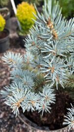 Ялина блакитна 'Глаука Глобоза'  'Glauca Globosa'  на штамбі С7 - Зображення 3