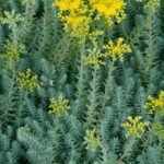 Очиток скельний Sedum rupestre P9