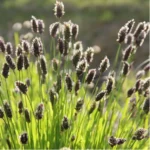 Сеслерія чорноквіткова (Sesleria heufleriana) 0,3л