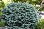Ялина блакитна 'Глаука Глобоза'  'Glauca Globosa'  на штамбі С7
