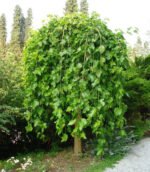 Плакуча Шовковиця на штамбі "Morus Pendula" С18