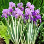 Ірис щетинистий Варієгата / Півники Variegata С3