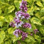 Бузок звичайний Аукубофолія Aucubaefolia С3