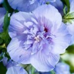 Гібіскус сирійський Блю Шифон (блакитний) Blue Chiffon С3 - Зображення 6