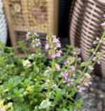 Чебрець перцевий  Thymus piperita С3 - Зображення 2