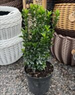 Бруслина японська Грін Спайр  Green Spire С3 - Зображення 3