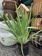 Ірис щетинистий Варієгата / Півники Variegata С3 - Зображення 2