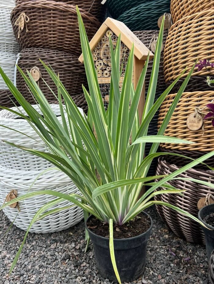 Ірис щетинистий Варієгата / Півники Variegata С3 - Зображення 2