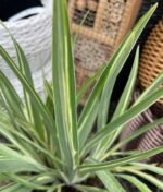 Ірис щетинистий Варієгата / Півники Variegata С3 - Зображення 3
