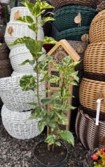 Бузок звичайний Аукубофолія Aucubaefolia С3 - Зображення 3