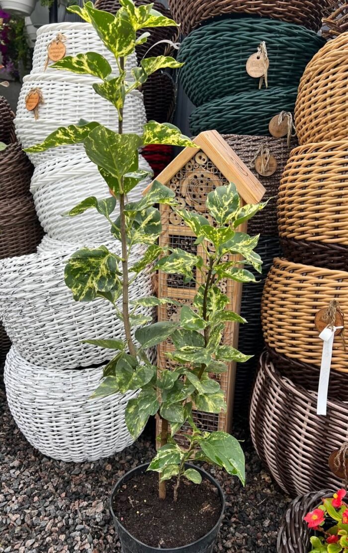 Бузок звичайний Аукубофолія Aucubaefolia С3 - Зображення 3