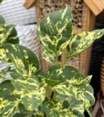 Бузок звичайний Аукубофолія Aucubaefolia С3 - Зображення 2