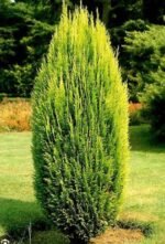 Кипарисовик Лавсона Еректа Ауреа Erecta Aurea С3
