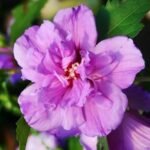 Гібіскус сірійський Арденс (фіолетовий) Ardens (purple) С3