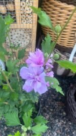 Гібіскус сірійський Арденс (фіолетовий) Ardens (purple) С3 - Зображення 2