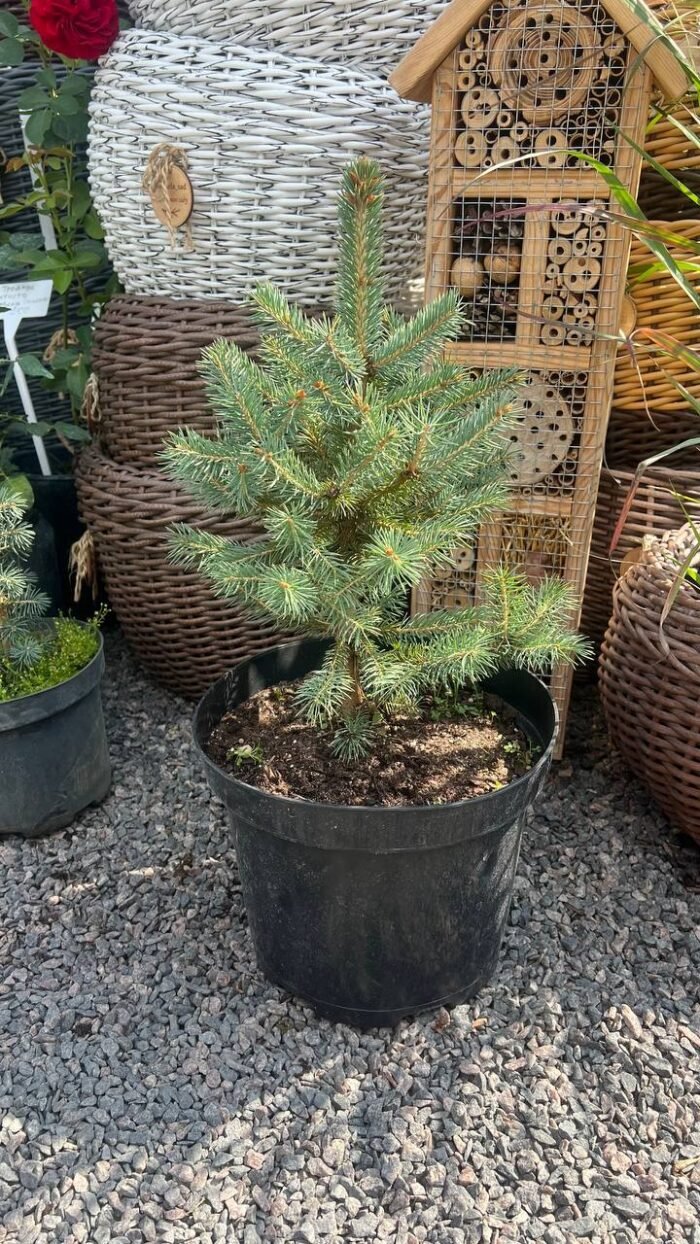 Ялина колюча блакитна Супер Блю Сідлінг  Super Blue Seedling С7 - Зображення 2