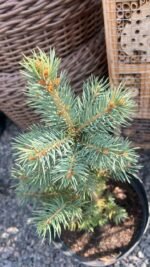 Ялина колюча блакитна Глаука  Glauca С3 - Зображення 3