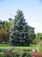 Ялина колюча блакитна Глаука  Glauca С3