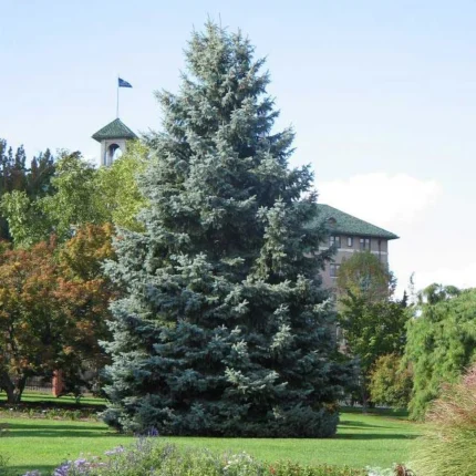 Ялина колюча блакитна Глаука  Glauca С3