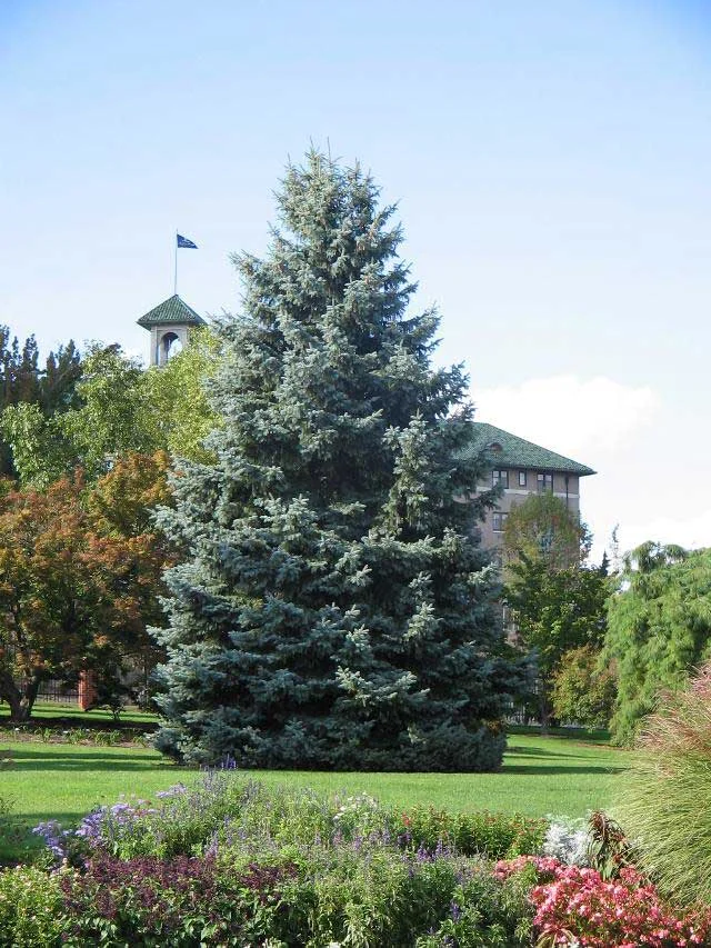 picea-pungens-glauca-01-ель-глаука Ялина колюча блакитна Глаука Glauca С3 - Зображення 1