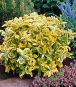 Бересклет Форчуна 'Emerald'n Gold' Р9