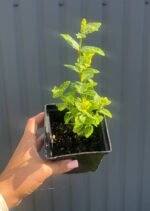 Бересклет Форчуна 'Emerald'n Gold' Р9 - Зображення 2