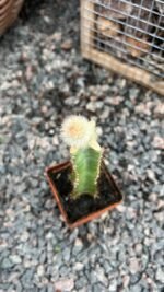 Кактус 6 - Зображення 2