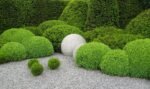Самшит вічнозелений  Buxus sempervirens 7 років (копаний) - Зображення 2