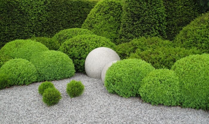 Самшит вічнозелений  Buxus sempervirens 7 років (копаний) - Зображення 2